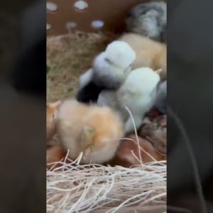 Bringing home new baby chicks