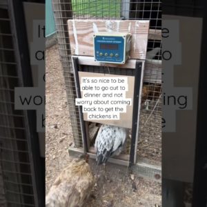 Automatic chicken coop doors! 🐓