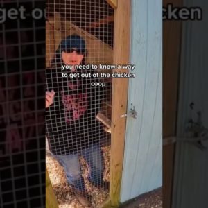Ever locked yourself inside a chicken coop? 🤣🐔