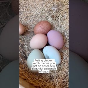 Rainbow eggs 🥚 🐓
