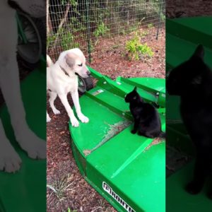 Livestock Guardian puppy 🐶 wants to play with 🐈‍⬛ sassy cat