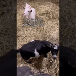 Pregnant Nigerian Dwarf Goats