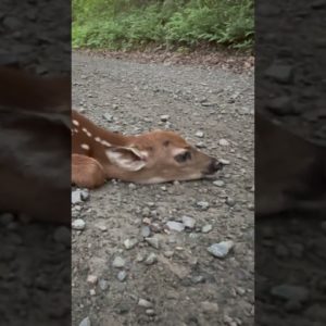 Newly born fawns freeze in the middle of the road