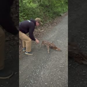 Newly born fawns frozen in the road!