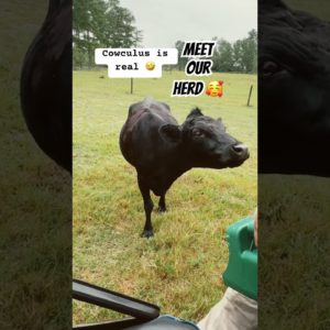 Meet our Cows!