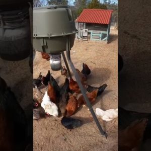 Our chickens love this feeder!