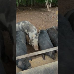 Bullying Boars & a Skinny Waddles