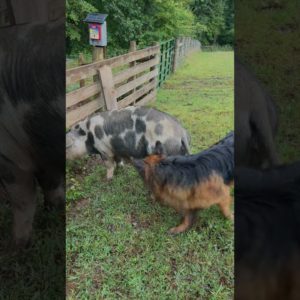 German Shepherds instinctively herding our pigs