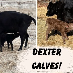 Baby Cow Surprise!  | First Calves on the Homestead
