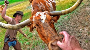 Taming Wild Longhorns and Construction Begins!!!